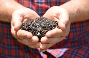 Handful of koa seeds